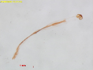  ( - RMNH.INS.30295)  @11 [ ] CreativeCommons  Attribution (by) (2025) Erik J. van Nieukerken-Naturalis Naturalis Biodiversity Center