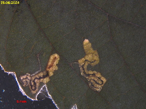  ( - RMNH.INS.31778)  @11 [ ] CreativeCommons  Attribution (by) (2025) Erik J. van Nieukerken-Naturalis Naturalis Biodiversity Center