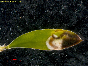  ( - RMNH.INS.31820)  @11 [ ] CreativeCommons  Attribution (by) (2025) Erik J. van Nieukerken-Naturalis Naturalis Biodiversity Center