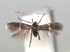  (Ectoedemia rosae - RMNH.INS.24203)  @14 [ ] CreativeCommons - Attribution Non-Commercial Share-Alike (2013) Erik J. van Nieukerken Naturalis, Biodiversity Center