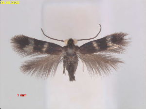  (Enteucha PersicariachinensisTw - RMNH.INS.25352)  @11 [ ] CreativeCommons  Attribution (by) (2022) Erik J. van Nieukerken-Naturalis Naturalis Biodiversity Center