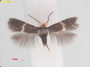  (Ectoedemia spiraeataiwan - RMNH.INS.25363)  @11 [ ] CreativeCommons  Attribution (by) (2022) Erik J. van Nieukerken-Naturalis Naturalis Biodiversity Center