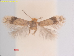  (Acalyptris WendlandiaTaiwan - RMNH.INS.25390)  @11 [ ] CreativeCommons  Attribution (by) (2022) Erik J. van Nieukerken-Naturalis Naturalis Biodiversity Center
