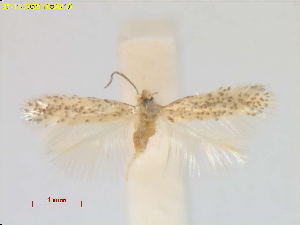  (Trifurcula EchinospartumboissieriAL02 - RMNH.INS.25540)  @11 [ ] CreativeCommons  Attribution (by) (2023) Erik J. van Nieukerken-Naturalis Naturalis Biodiversity Center