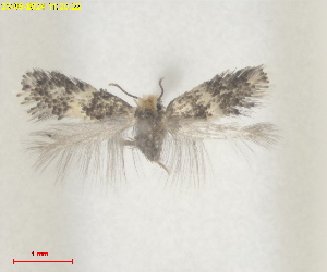  ( - RMNH.INS.25576)  @11 [ ] CreativeCommons  Attribution (by) (2025) Erik J. van Nieukerken-Naturalis Naturalis Biodiversity Center