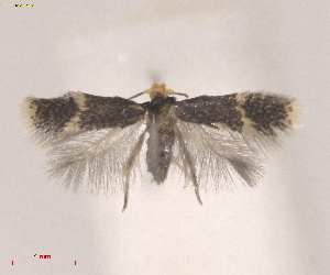  ( - RMNH.INS.25619)  @11 [ ] CreativeCommons  Attribution (by) (2025) Erik J. van Nieukerken-Naturalis Naturalis Biodiversity Center