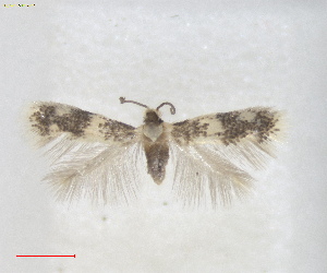  ( - RMNH.INS.25629)  @11 [ ] CreativeCommons  Attribution (by) (2025) Erik J. van Nieukerken-Naturalis Naturalis Biodiversity Center