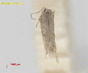  ( - RMNH.INS.25647)  @11 [ ] CreativeCommons  Attribution (by) (2025) Erik J. van Nieukerken-Naturalis Naturalis Biodiversity Center