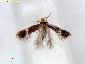  ( - RMNH.INS.36734)  @11 [ ] CreativeCommons  Attribution (by) (2025) Erik J. van Nieukerken-Naturalis Naturalis Biodiversity Center