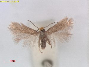  ( - MZLU00236121)  @11 [ ] CreativeCommons  Attribution (by) (2025) Erik J. van Nieukerken-Naturalis Naturalis Biodiversity Center