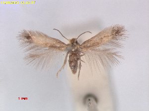  ( - MZLU00236123)  @11 [ ] CreativeCommons  Attribution (by) (2025) Erik J. van Nieukerken-Naturalis Naturalis Biodiversity Center