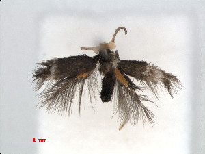  (Stigmella FicushispidaVietnam - RMNH.INS.24354)  @12 [ ] CreativeCommons - Attribution Non-Commercial Share-Alike (2013) Erik J. van Nieukerken Naturalis, Biodiversity Center