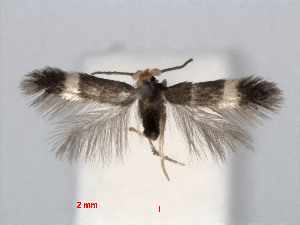  (Stigmella microtheriella - RMNH.INS.24430)  @14 [ ] CreativeCommons - Attribution Non-Commercial Share-Alike (2013) Erik J. van Nieukerken Naturalis, Biodiversity Center