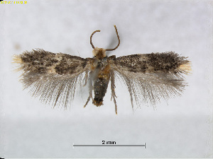  (Ectoedemia ornatella - RMNH.INS.24490)  @14 [ ] CreativeCommons - Attribution Non-Commercial Share-Alike (2015) Unspecified Naturalis Biodiversity Centre
