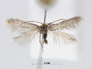  (Trifurcula cryptella - RMNH.INS.24561)  @13 [ ] CreativeCommons - Attribution Non-Commercial Share-Alike (2015) Unspecified Naturalis Biodiversity Centre
