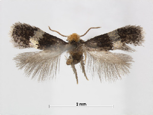  (Ectoedemia RhododendronJapan - RMNH.INS.24723)  @14 [ ] CreativeCommons - Attribution Non-Commercial Share-Alike (2015) Unspecified Naturalis Biodiversity Centre