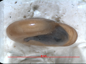  ( - RMNH.5004018)  @11 [ ] CreativeCommons - Attribution Non-Commercial Share-Alike (2015) Unspecified Naturalis Biodiversity Centre
