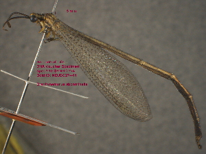  ( - 10-SKNBC-274)  @13 [ ] CreativeCommons - Attribution Non-Commercial Share-Alike (2012) Beaty Biodiversity Centre Beaty Biodiversity Centre