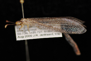  ( - 10-SKNBC-017)  @13 [ ] CreativeCommons - Attribution (2010) CBG Photography Group Centre for Biodiversity Genomics