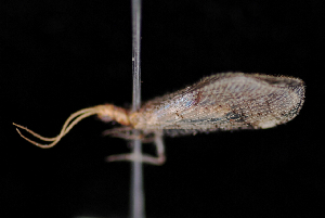 ( - 10-SKNBC-018)  @12 [ ] CreativeCommons - Attribution (2010) CBG Photography Group Centre for Biodiversity Genomics