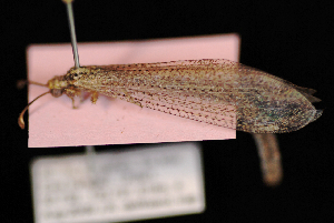  ( - 10-SKNBC-078)  @11 [ ] CreativeCommons - Attribution (2010) CBG Photography Group Centre for Biodiversity Genomics