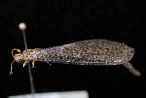  ( - 10-SKNBC-187)  @13 [ ] CreativeCommons - Attribution (2010) CBG Photography Group Centre for Biodiversity Genomics