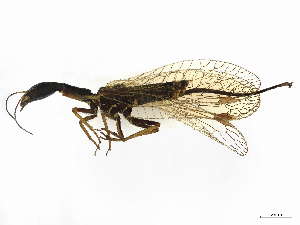  (Phaeostigma grandii - ALetardi146)  @11 [ ] CreativeCommons - Attribution Share - Alike (2024) CBG Photography Group Centre for Biodiversity Genomics