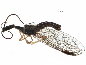  (Fibla - ALetardi027)  @11 [ ] CreativeCommons - Attribution (2017) CBG Photography Group Centre for Biodiversity Genomics