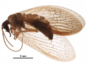  ( - ALetardi041)  @11 [ ] CreativeCommons - Attribution (2017) CBG Photography Group Centre for Biodiversity Genomics