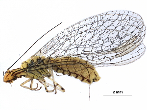  ( - ALetardi042)  @11 [ ] CreativeCommons - Attribution (2017) CBG Photography Group Centre for Biodiversity Genomics