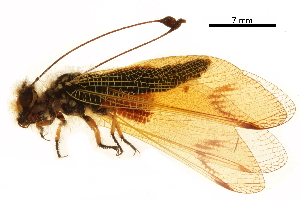  ( - ALetardi047)  @11 [ ] CreativeCommons - Attribution (2017) CBG Photography Group Centre for Biodiversity Genomics