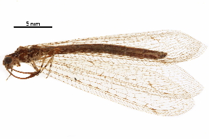  (Neuroleon microstenus - ALetardi062)  @11 [ ] CreativeCommons - Attribution (2017) CBG Photography Group Centre for Biodiversity Genomics