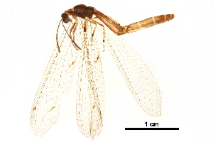  (Neuroleon nemausiensis - ALetardi063)  @11 [ ] CreativeCommons - Attribution (2017) CBG Photography Group Centre for Biodiversity Genomics