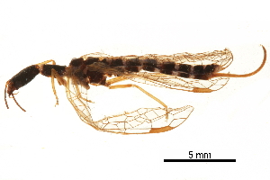  ( - ALetardi071)  @11 [ ] CreativeCommons - Attribution (2017) CBG Photography Group Centre for Biodiversity Genomics
