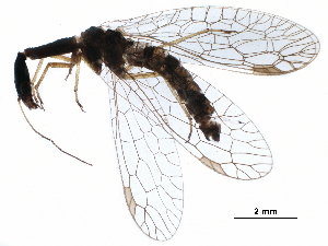  ( - ALetardi090)  @11 [ ] CreativeCommons - Attribution (2017) CBG Photography Group Centre for Biodiversity Genomics