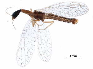  (Xanthostigma aloysianum - ALetardi093)  @11 [ ] CreativeCommons - Attribution (2017) CBG Photography Group Centre for Biodiversity Genomics
