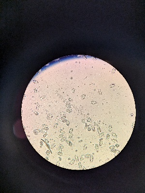  ( - M24MAR0017D1_FB108)  @11 [ ] by-sa (2025) Norwegian marine fungi Institute of marine research