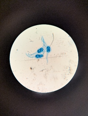  ( - M24GOS2577D3_FB120)  @11 [ ] by-sa (2025) Norwegian marine fungi Institute of marine research