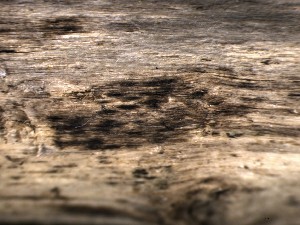  ( - M23NMF0052D1c)  @11 [ ] by-sa (2025) Norwegian marine fungi UiT The Arctic University of Norway