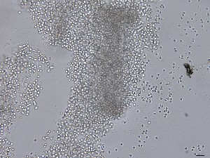  ( - M24NMF0020b_NMF216_Culture)  @11 [ ] by-sa (2025) Norwegian marine fungi UiT The Arctic University of Norway