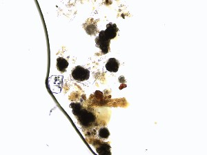  ( - M24NMF0008D2b_NMF171_Culture)  @11 [ ] by-sa (2025) Norwegian marine fungi UiT The Arctic University of Norway
