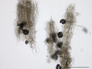  ( - M23NMF0053D2a_NMF168_Culture)  @11 [ ] by-sa (2025) Norwegian marine fungi UiT The Arctic University of Norway