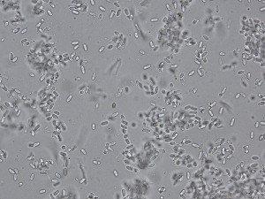  (Neocamarosporiaceae - TRa2023-152a_NMF133_Culture)  @11 [ ] by-sa (2025) Norwegian marine fungi UiT The Arctic University of Norway