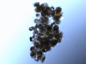  ( - TRa2023-125b_NMF130_Culture)  @11 [ ] by-sa (2025) Norwegian marine fungi UiT The Arctic University of Norway