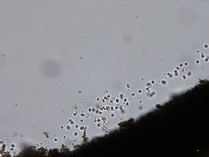  (Nigrogranaceae - M24NMF0019c_NMF215_Culture)  @11 [ ] by-sa (2025) Norwegian marine fungi UiT The Arctic University of Norway