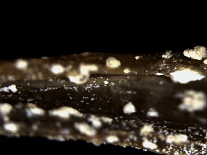  (Sporobolomyces - TRa2022-17B.cult)  @11 [ ] by-sa (2023) Norwegian marine fungi UiT The Arctic University of Norway