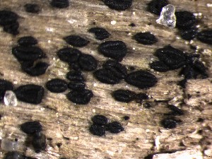 (Patellariales - M24NMF0019b_FB49)  @11 [ ] by-sa (2025) Norwegian marine fungi UiT The Arctic University of Norway