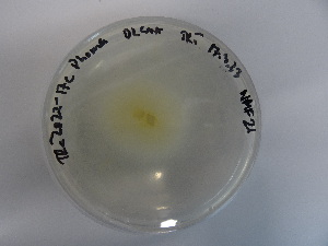  ( - TRa2022-17c.cultD2CAA)  @11 [ ] by-sa (2023) Norwegian marine fungi UiT The Arctic University of Norway