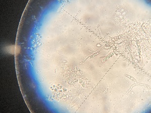  ( - TRa2023-129b_NMF129_Culture)  @11 [ ] by-sa (2025) Norwegian marine fungi UiT The Arctic University of Norway