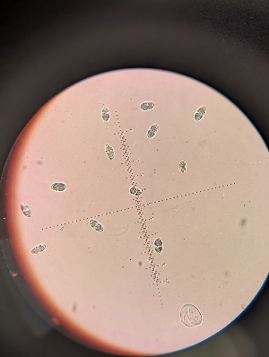  ( - M23KRI55237D2.1)  @11 [ ] by-sa (2025) Norwegian marine fungi Institute of marine research